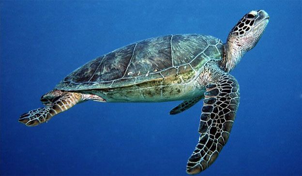 Green Turtle