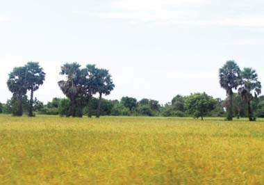 Jaffna Agriculture