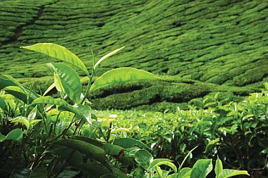 ceylon tea 