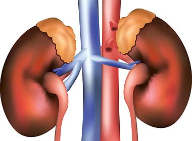 colkidneys wwwinteractive biologycom173300286 3946722 20012016 ssa cmy