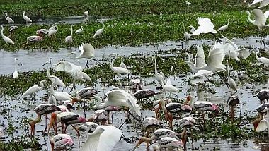 foreign birds in batticaloa 2