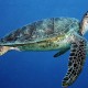 DID YOU KNOW THAT FIVE OF THE SEVEN SPECIES OF SEA TURTLES IN THE WORLD VISIT THE SHORES OF SRI LANKA TO BREED?