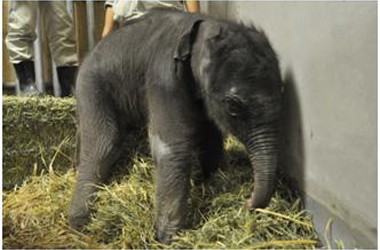 Elephant Baby
