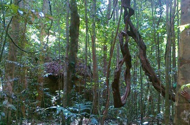 Forest1