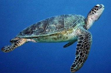 Green Turtle