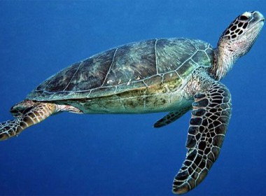 Green Turtle