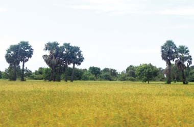 Jaffna Agriculture