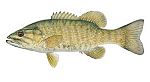 tamilnews fish